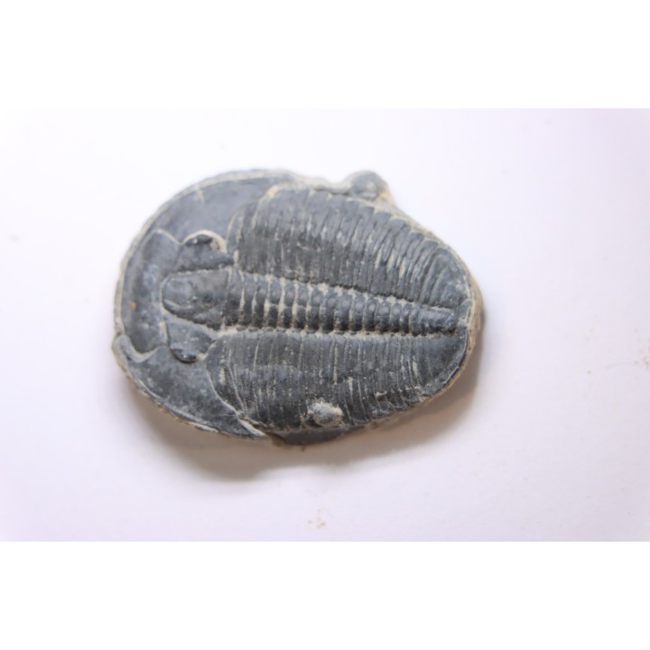 ELRATHIA KINGI - Wheeler fmt - M. cambrian - Wheeler ,Utah ,USA