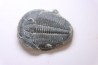 ELRATHIA KINGI - Wheeler fmt - M. cambrian - Wheeler ,Utah ,USA