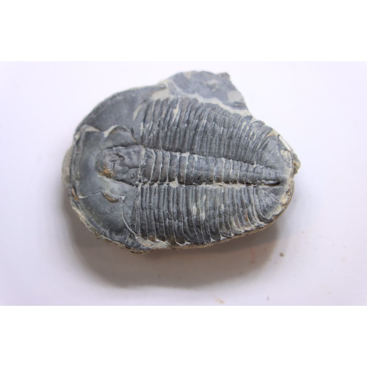ELRATHIA KINGI - Wheeler fmt - M. cambrian - Wheeler ,Utah ,USA