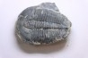 ELRATHIA KINGI - Wheeler fmt - M. cambrian - Wheeler ,Utah ,USA