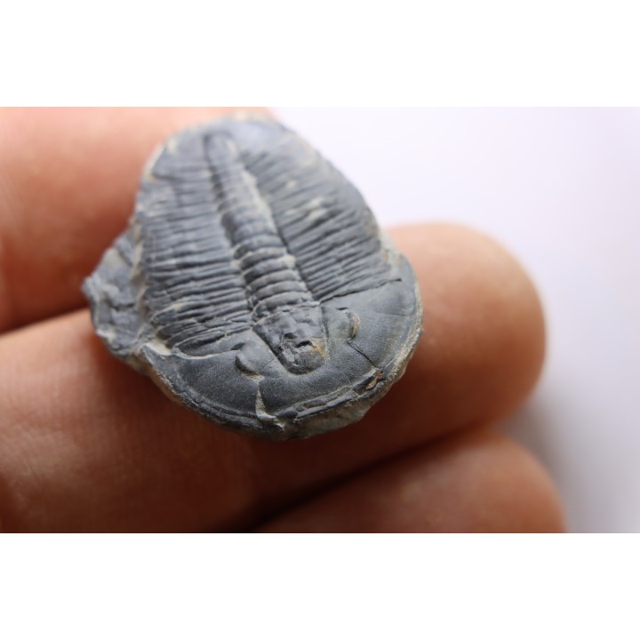 ELRATHIA KINGI - Wheeler fmt - M. cambrian - Wheeler ,Utah ,USA