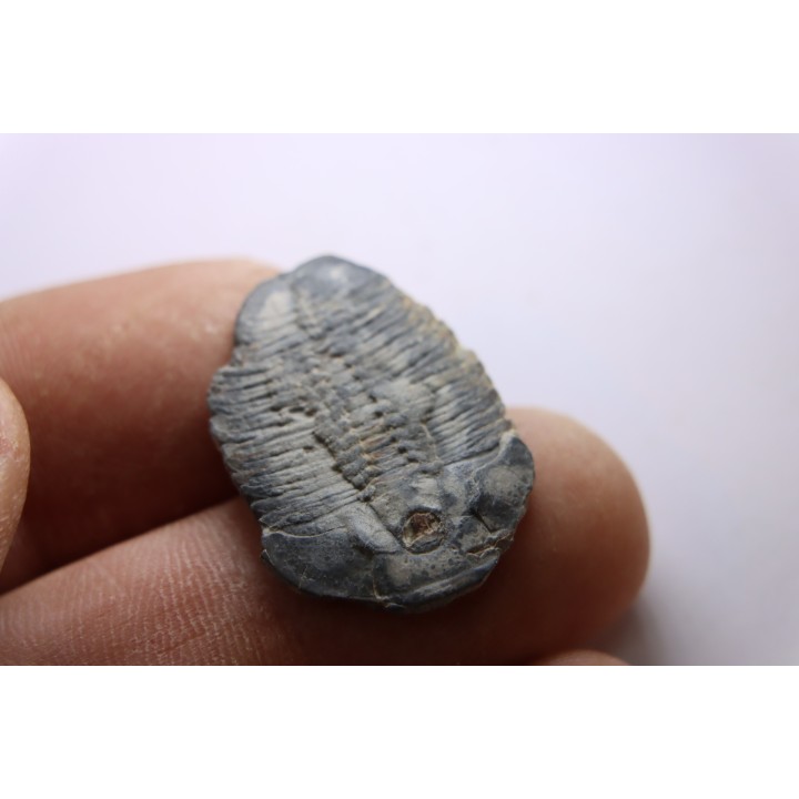 ELRATHIA KINGI - Wheeler fmt - M. cambrian - Wheeler ,Utah ,USA
