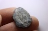 ELRATHIA KINGI - Wheeler fmt - M. cambrian - Wheeler ,Utah ,USA