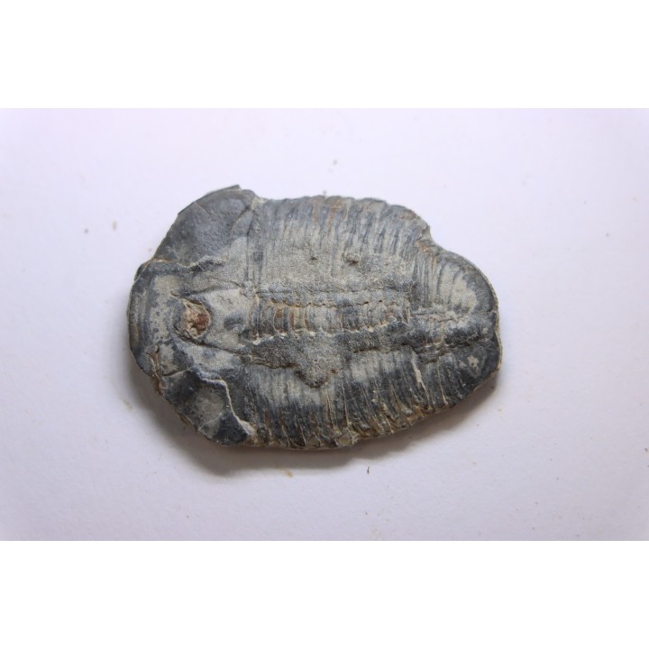 ELRATHIA KINGI - Wheeler fmt - M. cambrian - Wheeler ,Utah ,USA
