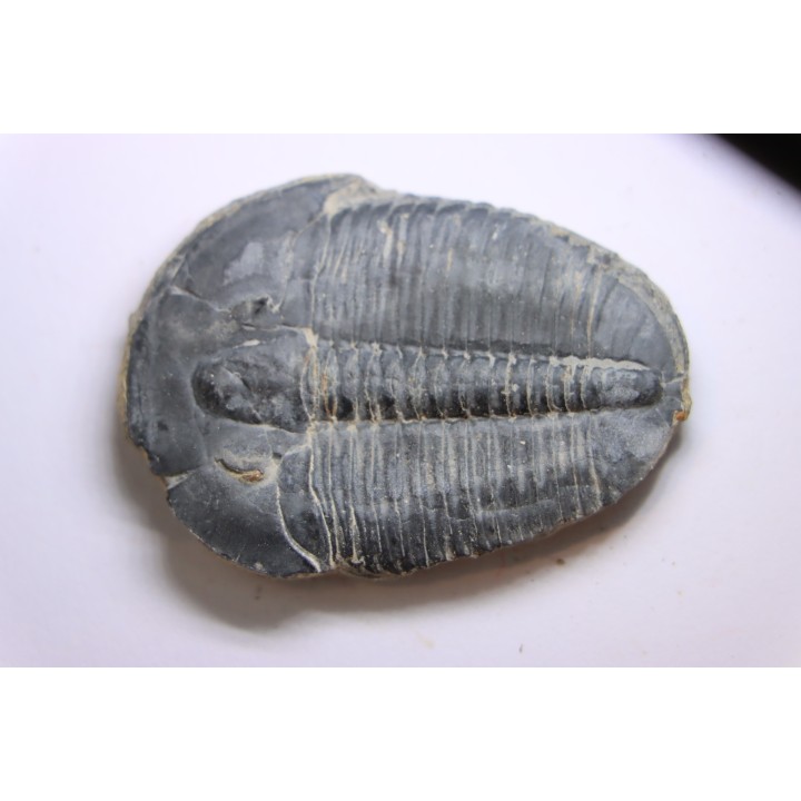 ELRATHIA KINGI - Wheeler fmt - M. cambrian - Wheeler ,Utah ,USA