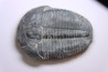 ELRATHIA KINGI - Wheeler fmt - M. cambrian - Wheeler ,Utah ,USA