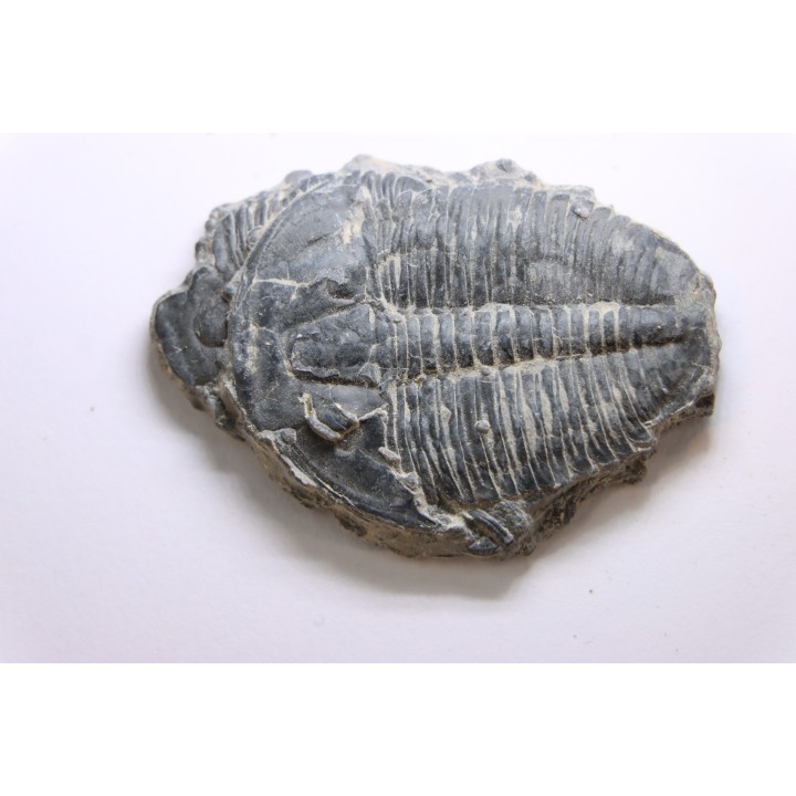 ELRATHIA KINGI - Wheeler fmt - M. cambrian - Wheeler ,Utah ,USA