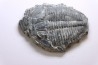 ELRATHIA KINGI - Wheeler fmt - M. cambrian - Wheeler ,Utah ,USA