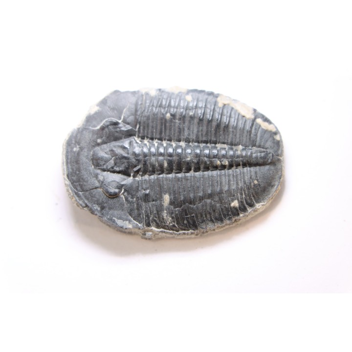 ELRATHIA KINGI - Wheeler fmt - M. cambrian - Wheeler ,Utah ,USA
