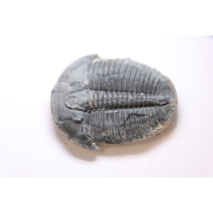 ELRATHIA KINGI - Wheeler fmt - M. cambrian - Wheeler ,Utah ,USA