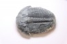 ELRATHIA KINGI - Wheeler fmt - M. cambrian - Wheeler ,Utah ,USA