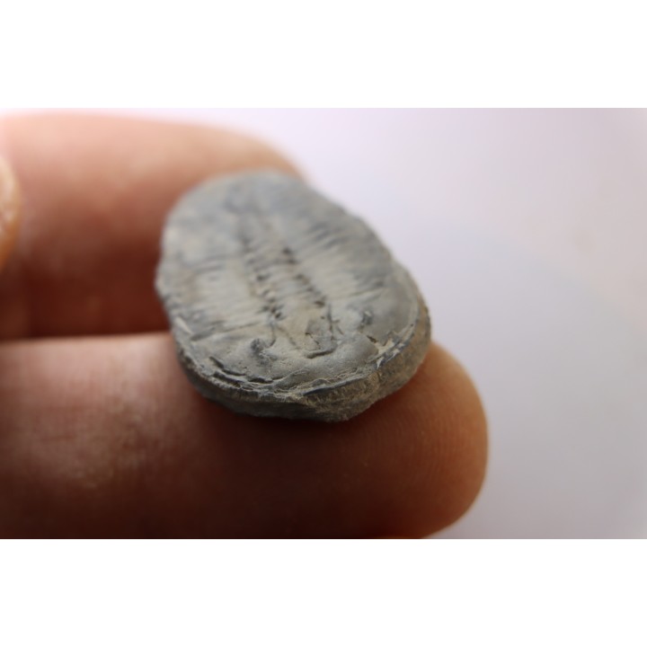 ELRATHIA KINGI - Wheeler fmt - M. cambrian - Wheeler ,Utah ,USA