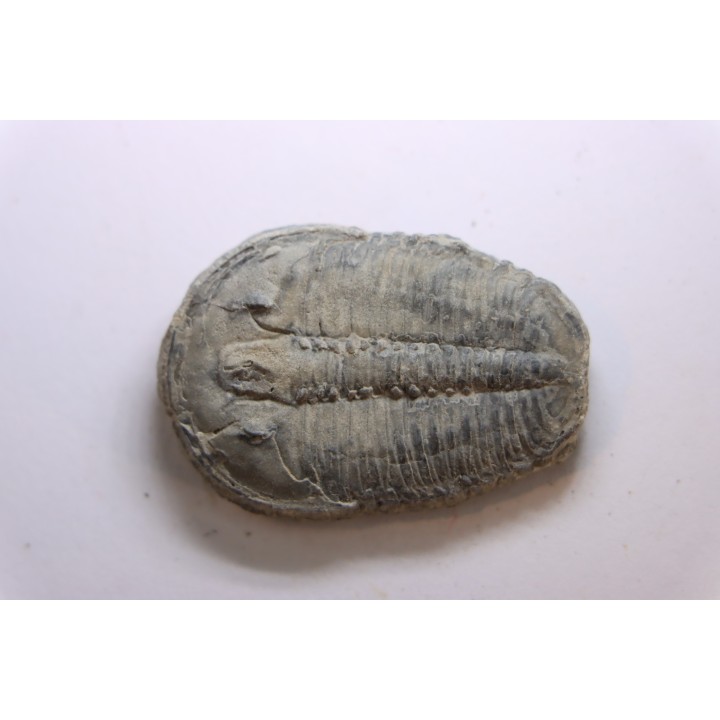ELRATHIA KINGI - Wheeler fmt - M. cambrian - Wheeler ,Utah ,USA