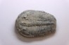 ELRATHIA KINGI - Wheeler fmt - M. cambrian - Wheeler ,Utah ,USA