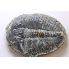 ELRATHIA KINGI - Wheeler fmt - M. cambrian - Wheeler ,Utah ,USA
