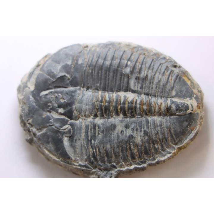 ELRATHIA KINGI - Wheeler fmt - M. cambrian - Wheeler ,Utah ,USA