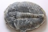 ELRATHIA KINGI - Wheeler fmt - M. cambrian - Wheeler ,Utah ,USA