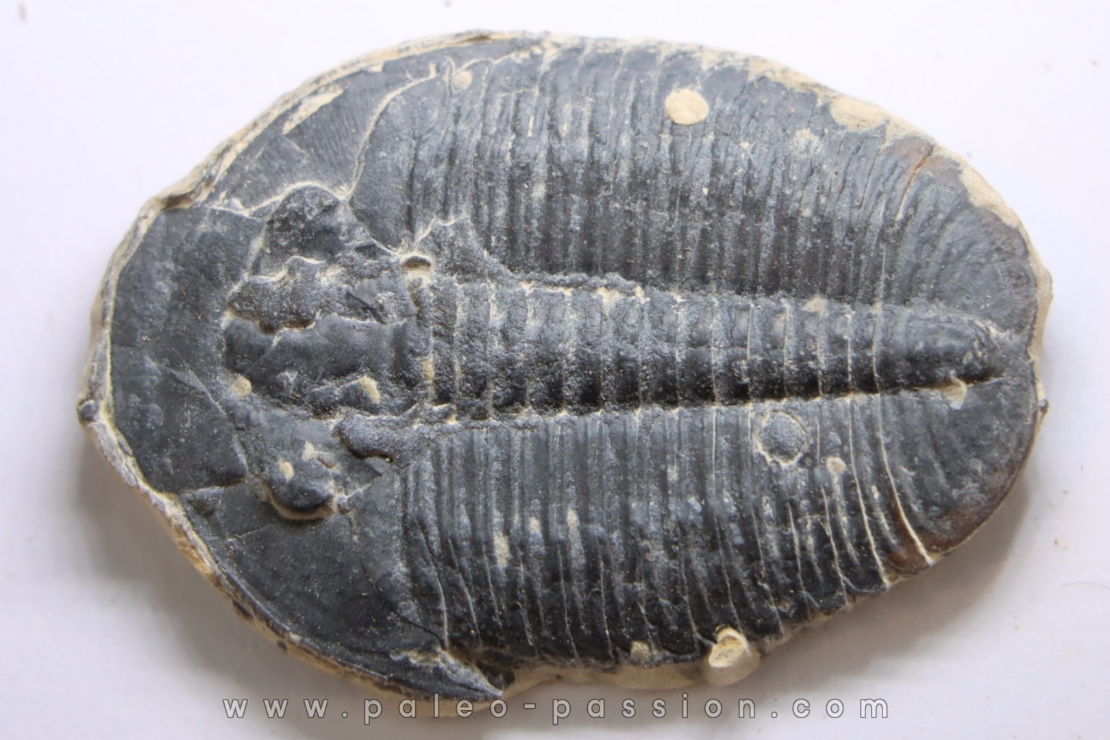 ELRATHIA KINGI - Wheeler fmt - M. cambrian - Wheeler ,Utah ,USA