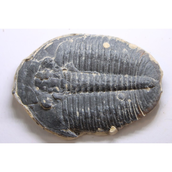 ELRATHIA KINGI - Wheeler fmt - M. cambrian - Wheeler ,Utah ,USA