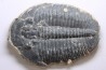 ELRATHIA KINGI - Wheeler fmt - M. cambrian - Wheeler ,Utah ,USA