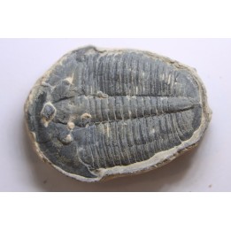 ELRATHIA KINGI - Wheeler fmt - M. cambrian - Wheeler ,Utah ,USA