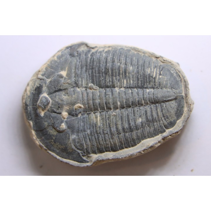 ELRATHIA KINGI - Wheeler fmt - M. cambrian - Wheeler ,Utah ,USA