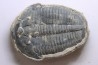 ELRATHIA KINGI - Wheeler fmt - M. cambrian - Wheeler ,Utah ,USA