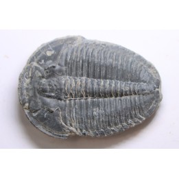 ELRATHIA KINGI - Wheeler fmt - M. cambrian - Wheeler ,Utah ,USA