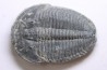 ELRATHIA KINGI - Wheeler fmt - M. cambrian - Wheeler ,Utah ,USA