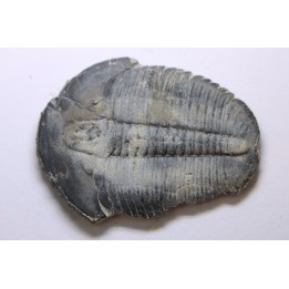 ELRATHIA KINGI - Wheeler fmt - M. cambrian - Wheeler ,Utah ,USA