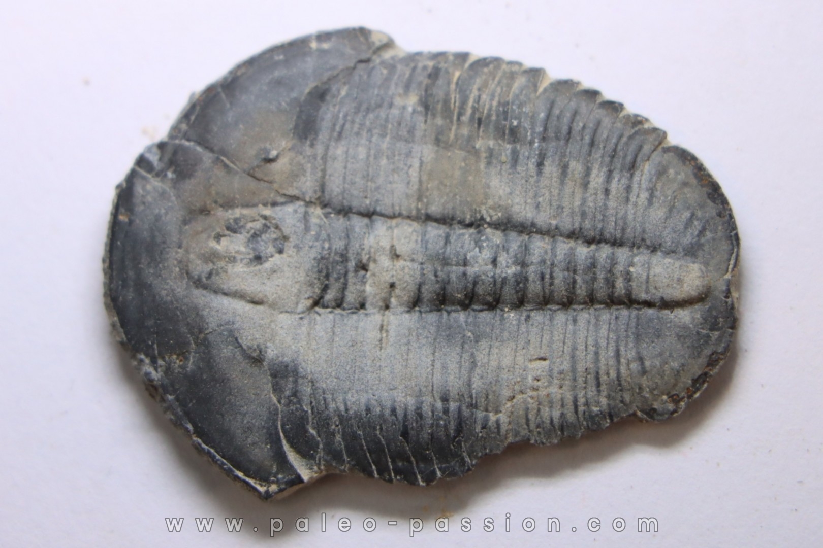 ELRATHIA KINGI - Wheeler fmt - M. cambrian - Wheeler ,Utah ,USA
