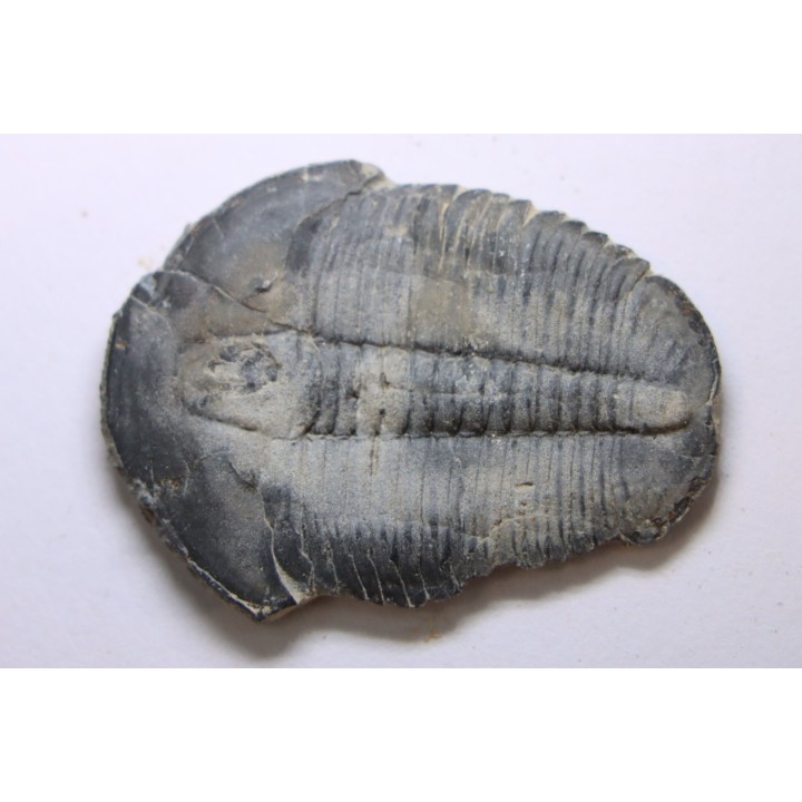 ELRATHIA KINGI - Wheeler fmt - M. cambrian - Wheeler ,Utah ,USA