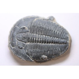 ELRATHIA KINGI - Wheeler fmt - M. cambrian - Wheeler ,Utah ,USA
