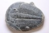 ELRATHIA KINGI - Wheeler fmt - M. cambrian - Wheeler ,Utah ,USA
