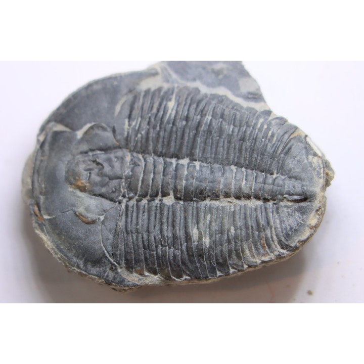 ELRATHIA KINGI - Wheeler fmt - M. cambrian - Wheeler ,Utah ,USA
