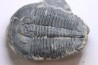 ELRATHIA KINGI - Wheeler fmt - M. cambrian - Wheeler ,Utah ,USA