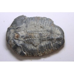 ELRATHIA KINGI - Wheeler fmt - M. cambrian - Wheeler ,Utah ,USA