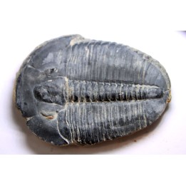 ELRATHIA KINGI - Wheeler fmt - M. cambrian - Wheeler ,Utah ,USA