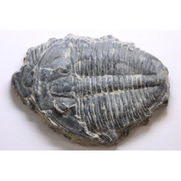 ELRATHIA KINGI - Wheeler fmt - M. cambrian - Wheeler ,Utah ,USA