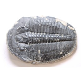ELRATHIA KINGI - Wheeler fmt - M. cambrian - Wheeler ,Utah ,USA