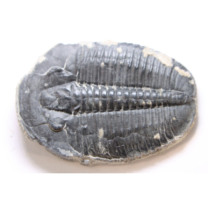 ELRATHIA KINGI - Wheeler fmt - M. cambrian - Wheeler ,Utah ,USA
