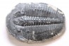 ELRATHIA KINGI - Wheeler fmt - M. cambrian - Wheeler ,Utah ,USA