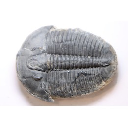 ELRATHIA KINGI - Wheeler fmt - M. cambrian - Wheeler ,Utah ,USA