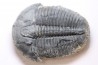 ELRATHIA KINGI - Wheeler fmt - M. cambrian - Wheeler ,Utah ,USA