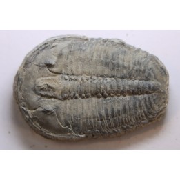 ELRATHIA KINGI - Wheeler fmt - M. cambrian - Wheeler ,Utah ,USA