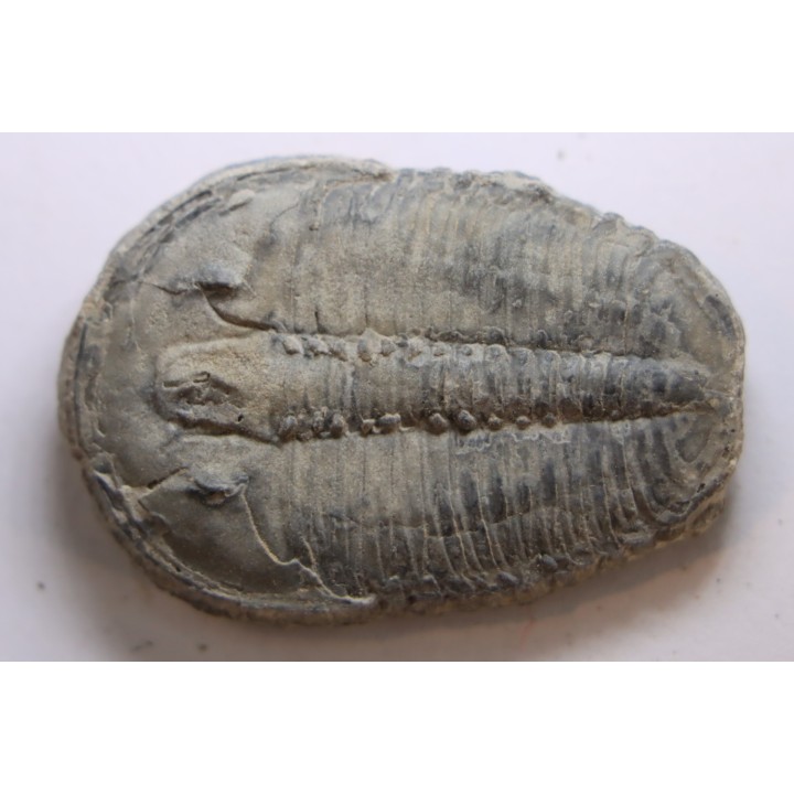 ELRATHIA KINGI - Wheeler fmt - M. cambrian - Wheeler ,Utah ,USA