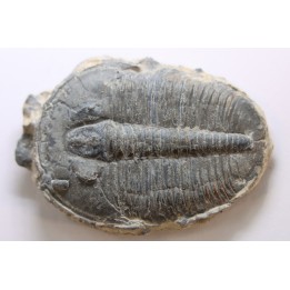 ELRATHIA KINGI - Wheeler fmt - M. cambrian - Wheeler ,Utah ,USA
