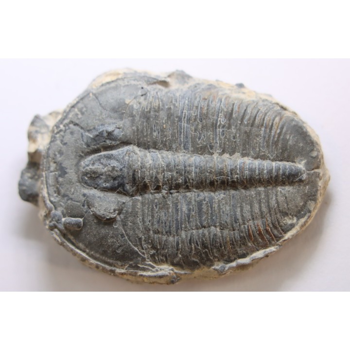 ELRATHIA KINGI - Wheeler fmt - M. cambrian - Wheeler ,Utah ,USA