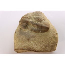 Blainia gregaria - Middle Cambrian - Conosauga Fmt  - Alabama - USA