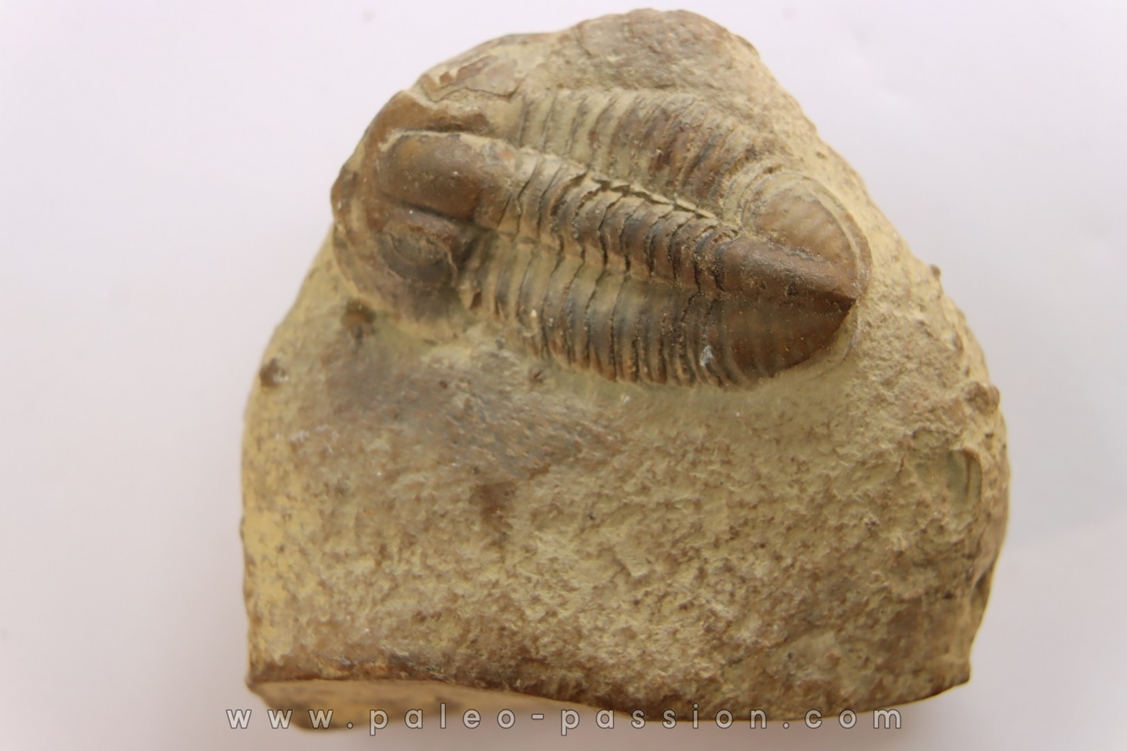 Blainia gregaria - Middle Cambrian - Conosauga Fmt - Alabama - USA